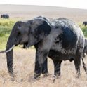 TZA SHI SerengetiNP 2016DEC24 NamiriPlains 048 : 2016, 2016 - African Adventures, Africa, Date, December, Eastern, Month, Namiri Plains, Places, Serengeti National Park, Shinyanga, Tanzania, Trips, Year